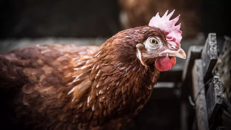 Free Adopt-A-Hen Event at Milk &#038; Honey Ciders