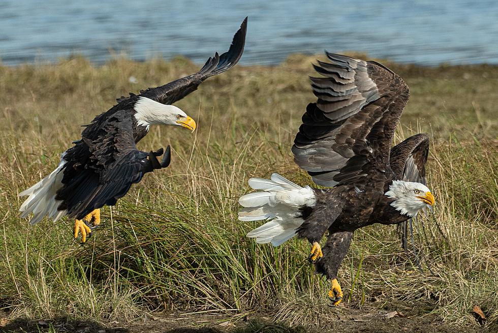 Minnesota DNR Offering $2500 Reward in Eagle Deaths