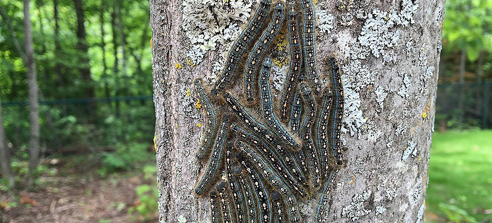 Caterpillar Infestation Threatening to Destroy Trees Around Lake Mille Lacs