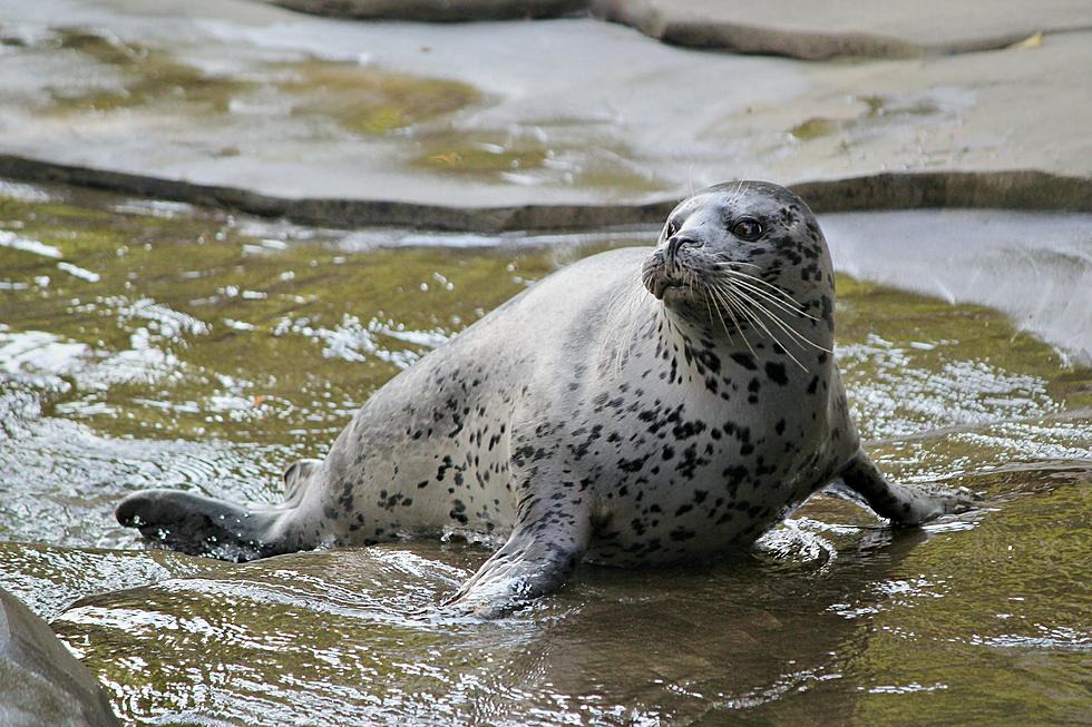 See Como Zoo&#8217;s New Seal &#038; Sea Lion Digs in Saint Paul, Minnesota