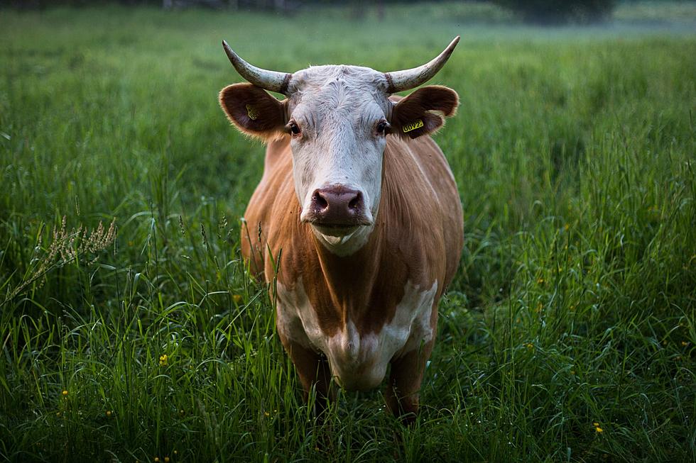 Is Minnesota Starving It’s Cows? June Drought Conditions Worry Farmers