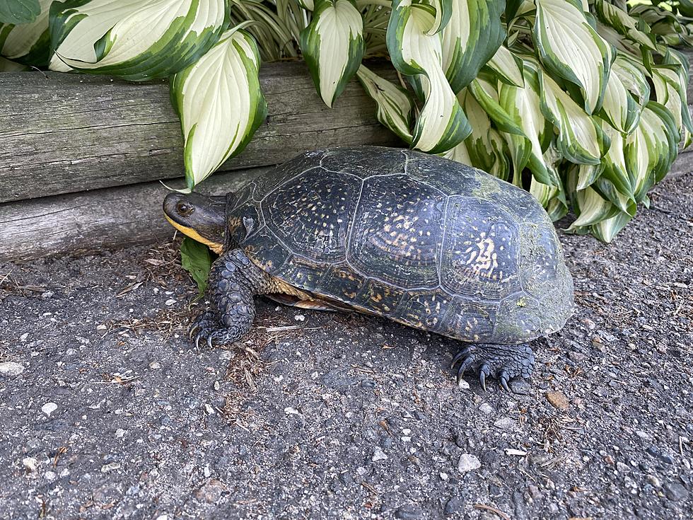 Threatened Species of Turtle Spotted in Sartell