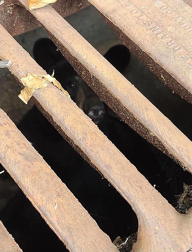 Frightened Minnesota Black Bear Saved From Storm Sewer