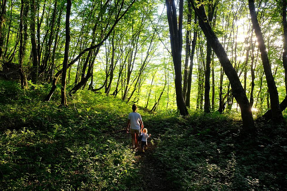 Minnesota’s First ‘Memorial Forest’ Opens This Week