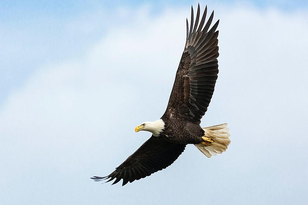 Perfect for The 4th, Three Rehabbed MN Bald Eagles Released Back into Wild [PICS]