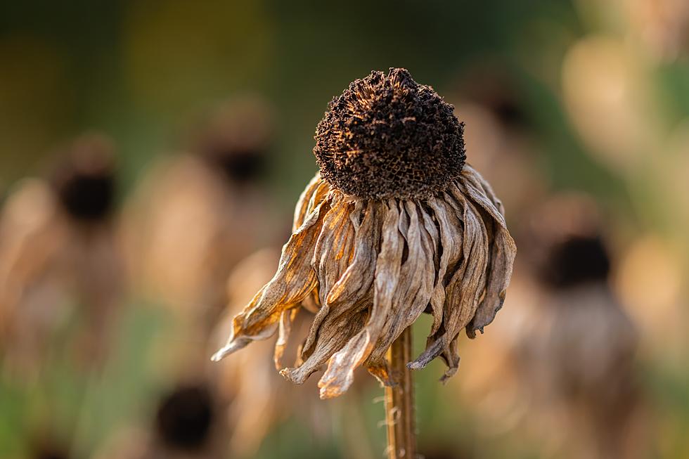 Despite Recent Rain Drought Conditions Worsen in Minnesota