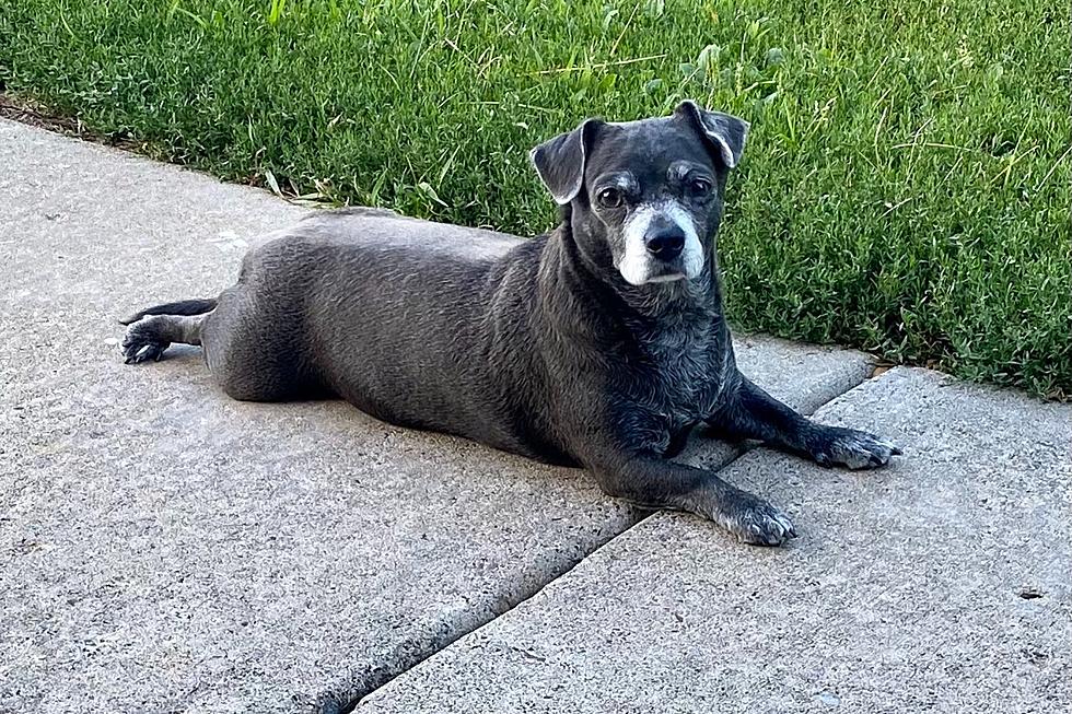 A Minnesota Dog Might Be On Beer Cans Nationwide- Gloria?