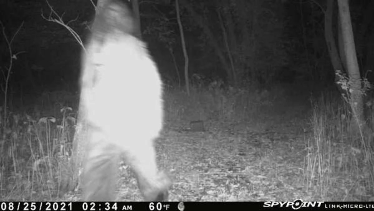 Bigfoot' Caught on a Stearns County Trail Camera