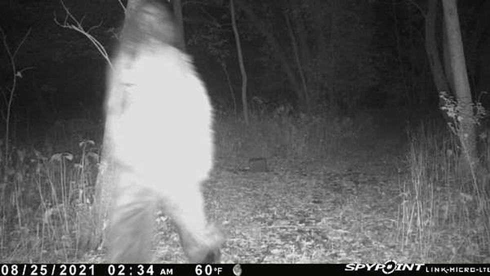 ‘Bigfoot’ Caught on a Stearns County Trail Camera
