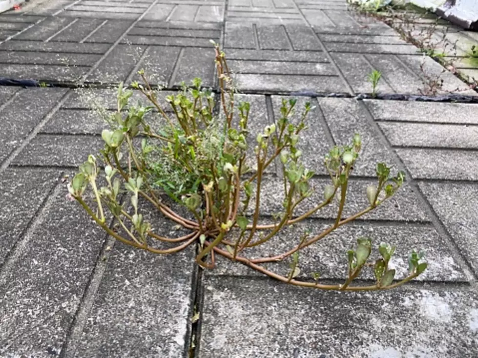 Wild Porslane growing in my garden