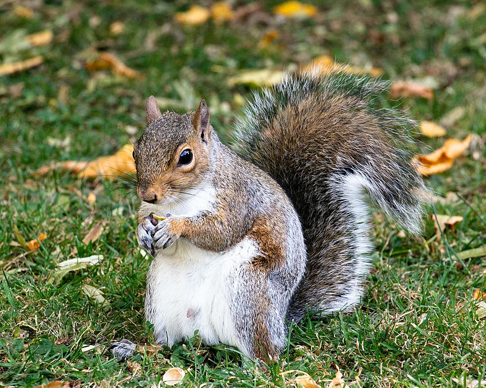 Pine County Sheriff Has Surprise Live Squirrel in Squad Car