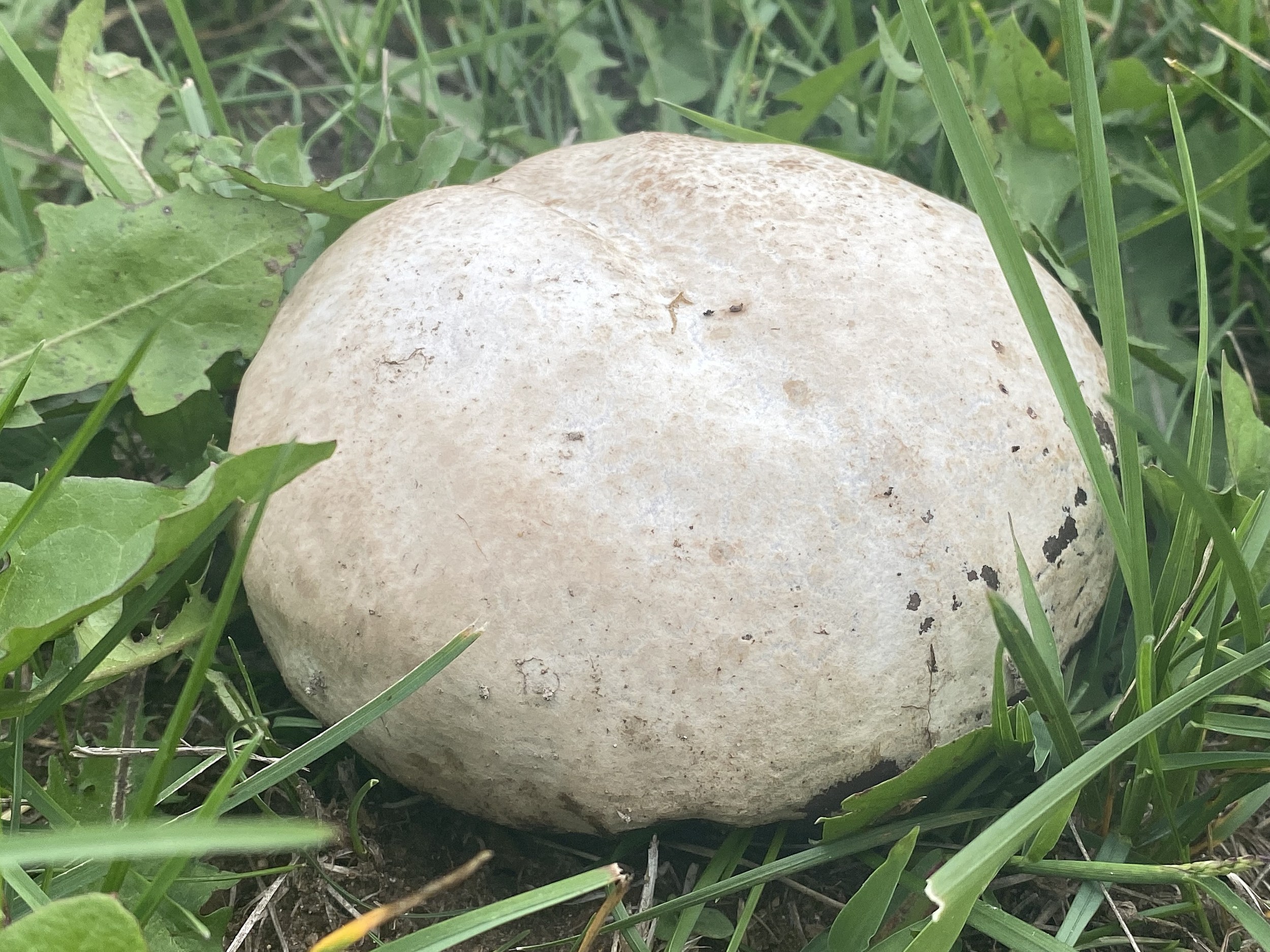 Foraging for Puff Ball Mushrooms 