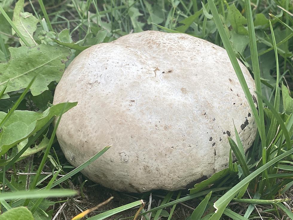 Minnesota Seasons - Pear-shaped Puffball