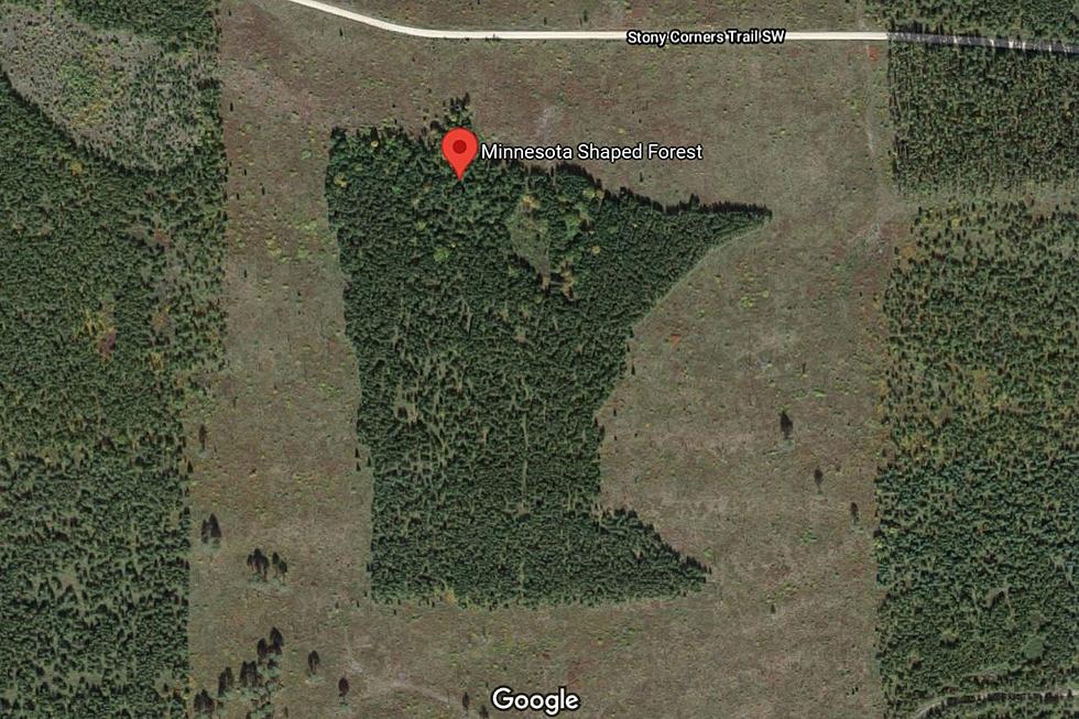 This Mysterious Forest in Minnesota is Shaped like the State of Minnesota