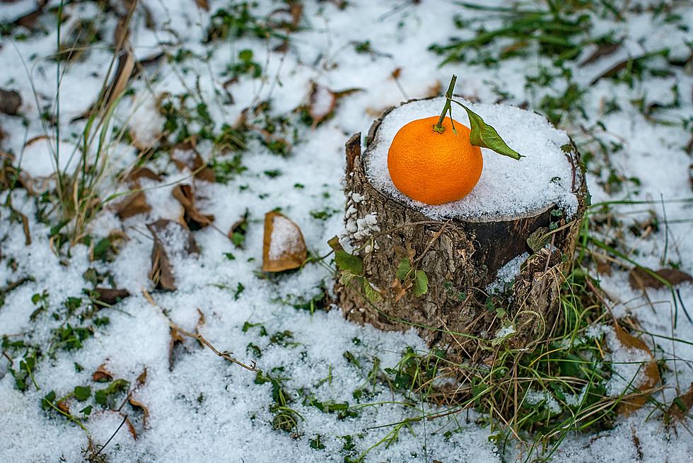 When to Expect the First Snow Fall in Minnesota This Year