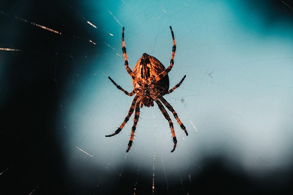 Forget The Birds &#038; The Bees: It&#8217;s All About The Spiders Right Now