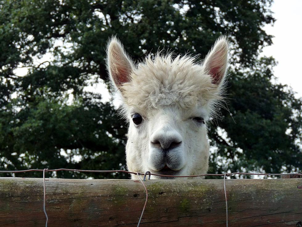 Pack Up The Kids For Some Fall Fun in Annandale: Alpaca Farm Tour Days This Weekend