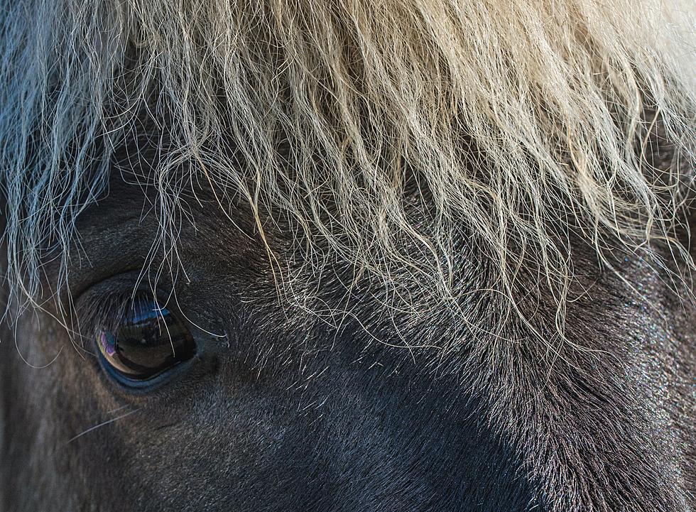 Your Kids Will Love Horsing Around At This New Central Minnesota Farm Adventure