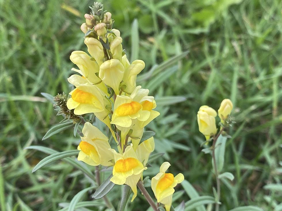 They’re Not Wild Snapdragons, Get Rid of This Weed in Your Minnesota Yard