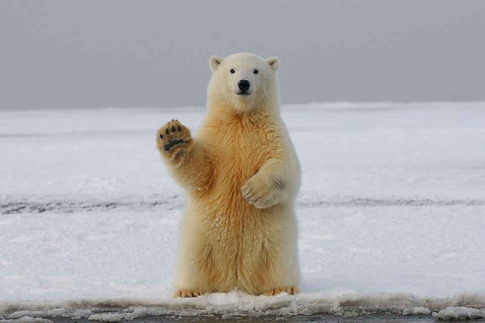 Minnesota’s ‘Neil The Polar Bear’ Got A New Roommate This Year- Have You Met Nan?