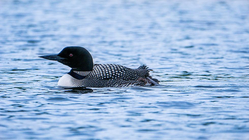 DNR Seeking Help Monitoring Loons on Minnesota Lakes This Summer