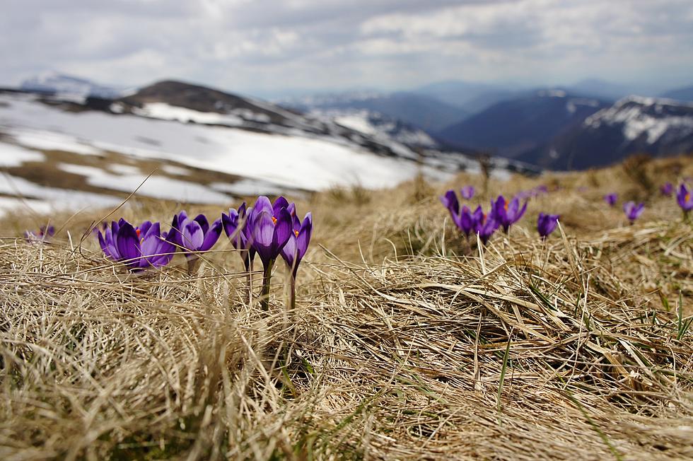 We Are Exactly One Month Away from Spring in Minnesota