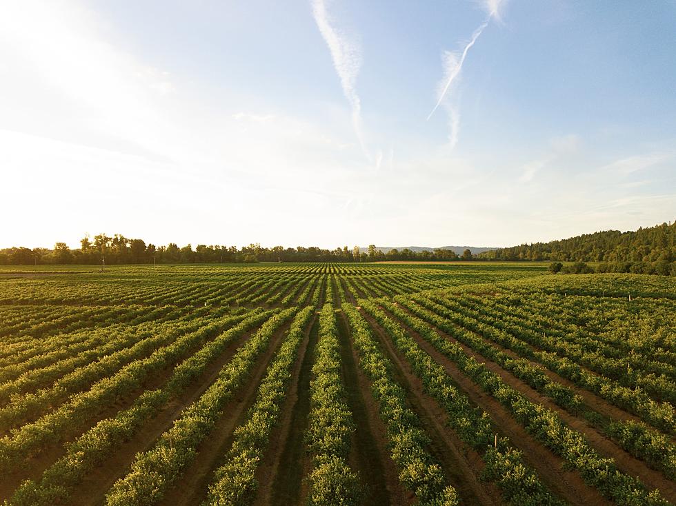 New Minnesota License Plate Option Helps Support Farmers