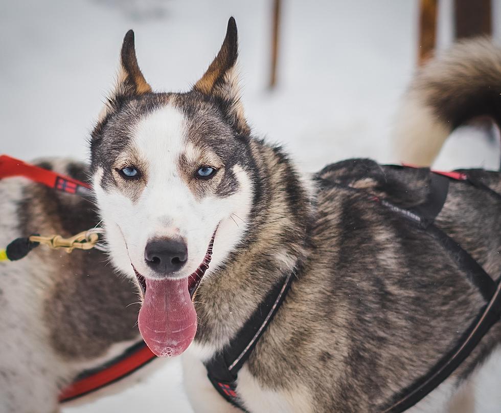 Attention Dog Lovers: Check Out Minnesota’s Klondike Dog Derby