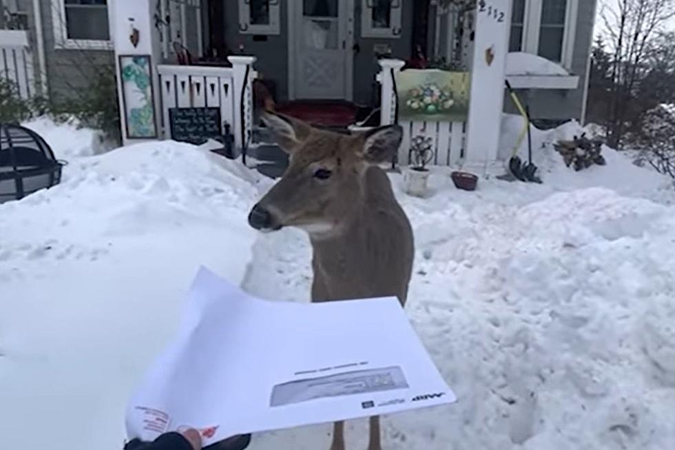 Duluth Mail Carrier&#8217;s Route Blocked by Curious Deer [WATCH]