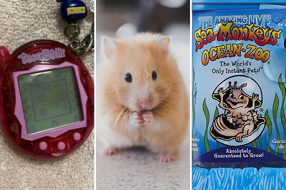 8 Disappointing Pets Minnesota Kids Had Growing Up