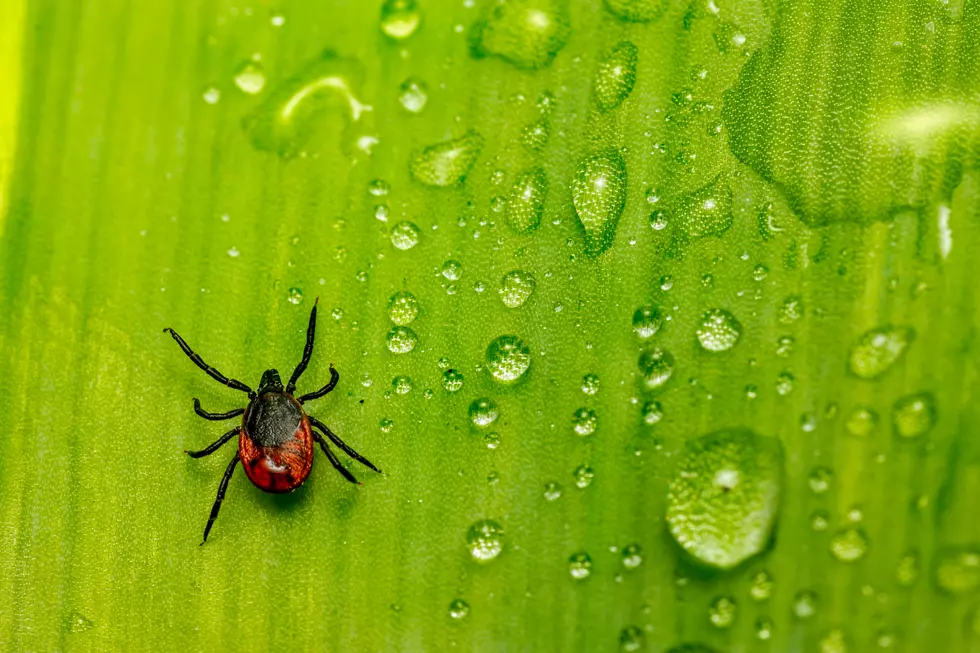 Do Not Read This If You&#8217;re Afraid of Ticks Or Deadly Diseases They Can Spread