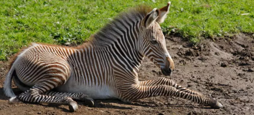 Check Out the Latest New Baby at Como Zoo