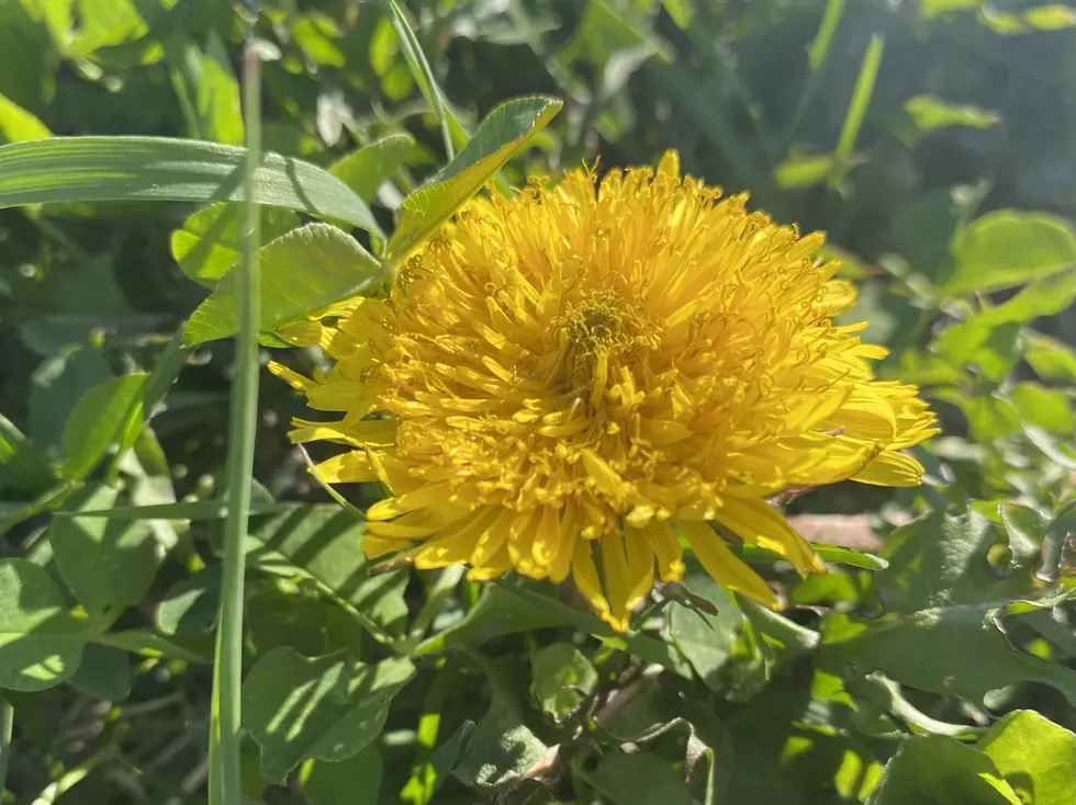 5 Things All Minnesota Kids Did With Dandelions