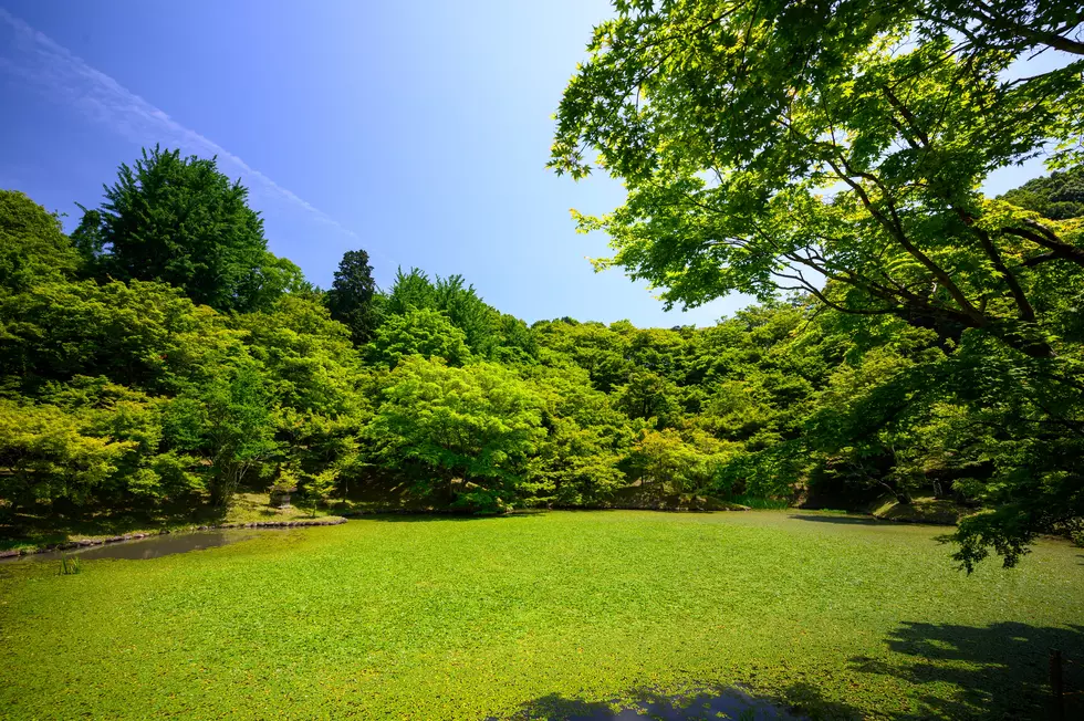 Minnesota Lawn Care Calendar – What You Need To Know