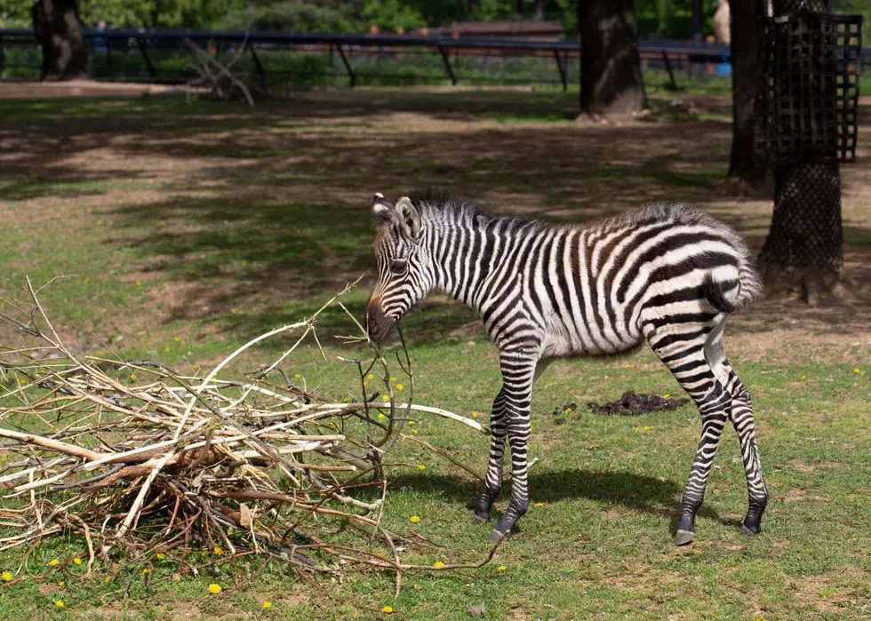 Como Zoo in St. Paul Finally Names Newest Baby Zebra
