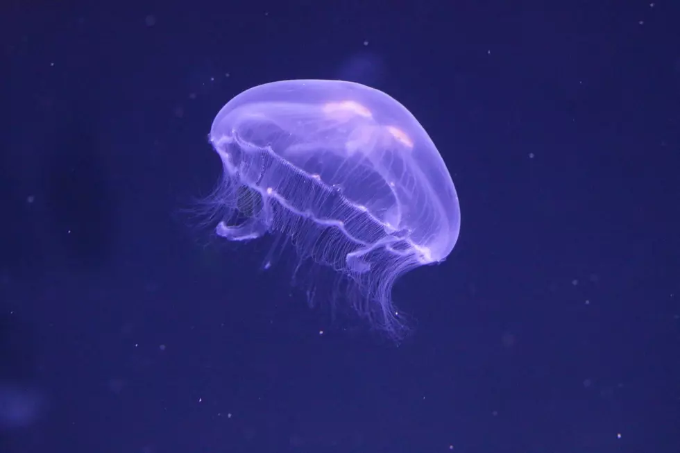 Freshwater Jellyfish Caught on Camera in a Minnesota Lake