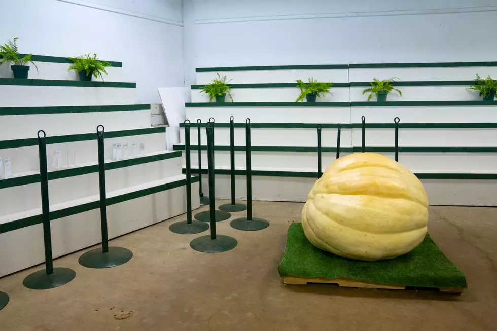 The 2022 Minnesota State Fair Giant Pumpkin Contest Results Are In