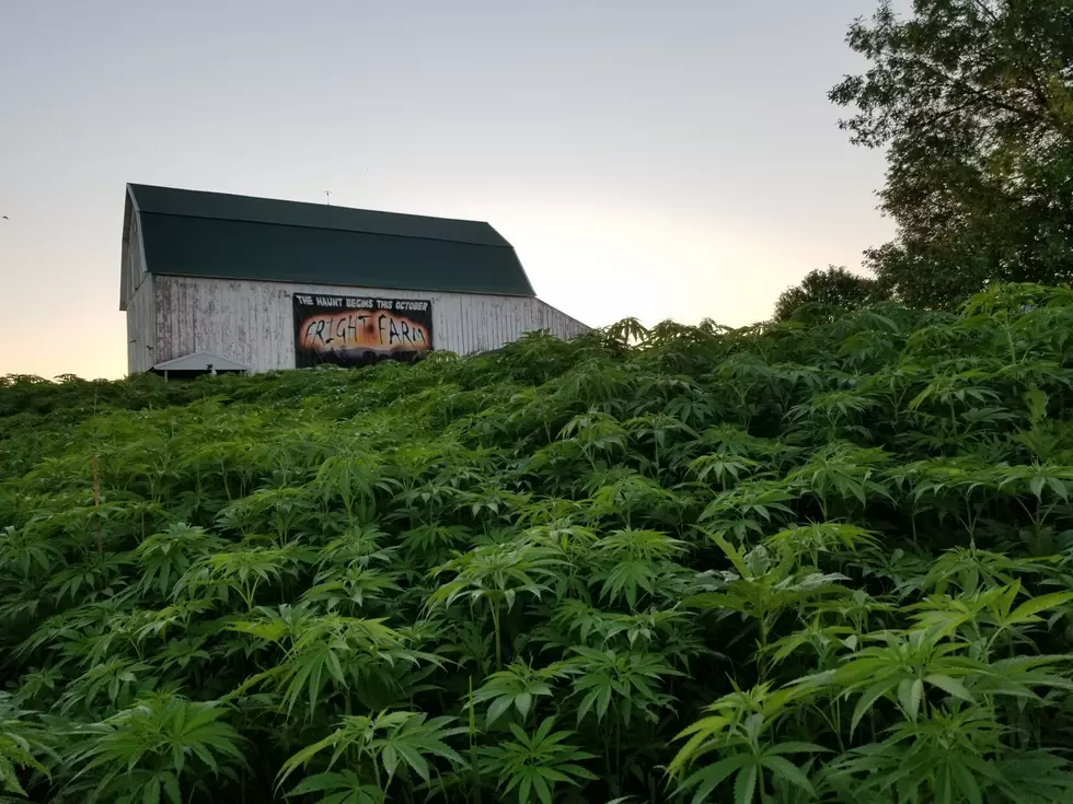 Looking For A Different Kind Of Maze Experience? Try This Minnesota Hemp Maze