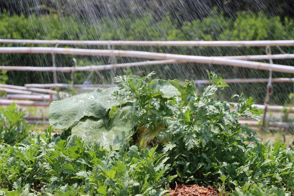 It’s National ‘Sneak Some Zucchini On Your Neighbor’s Porch Day’- Here’s How To Celebrate It