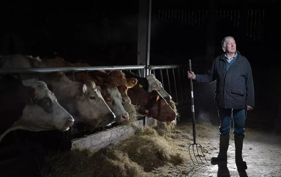 Rather Than Complaining About Prices, One Farmer Wants You To Buy A Cow