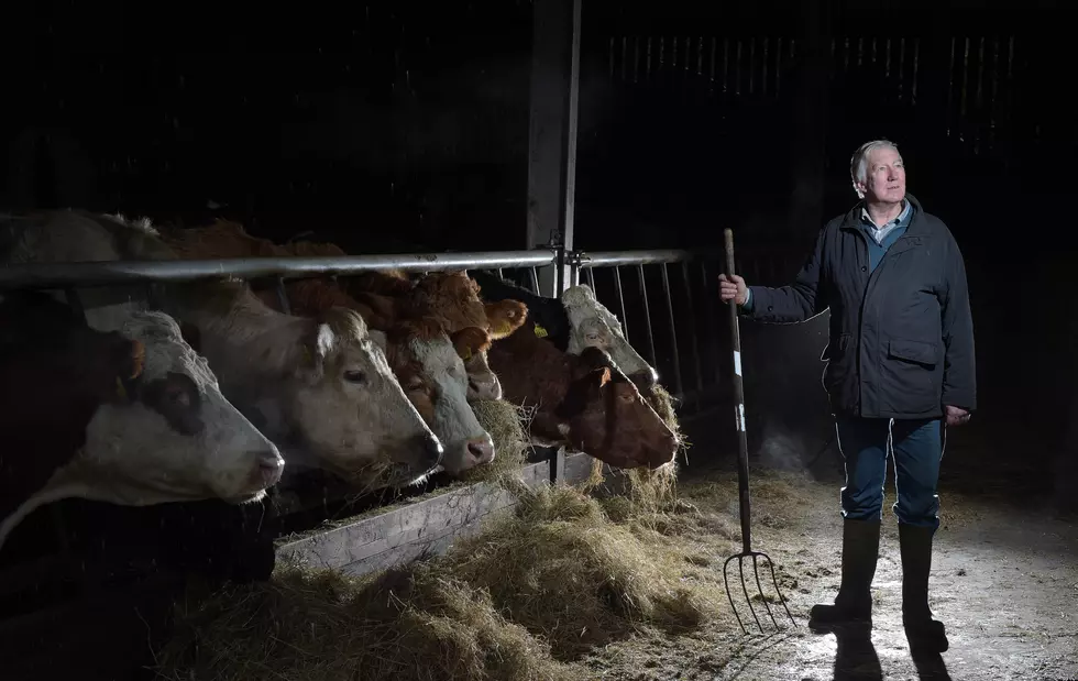 Rather Than Complaining About Prices, Farmer "Buy A Cow"