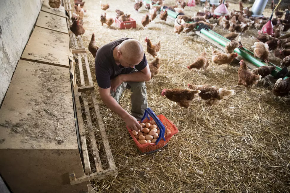 New Grant Helps Protect Minnesota Livestock Health