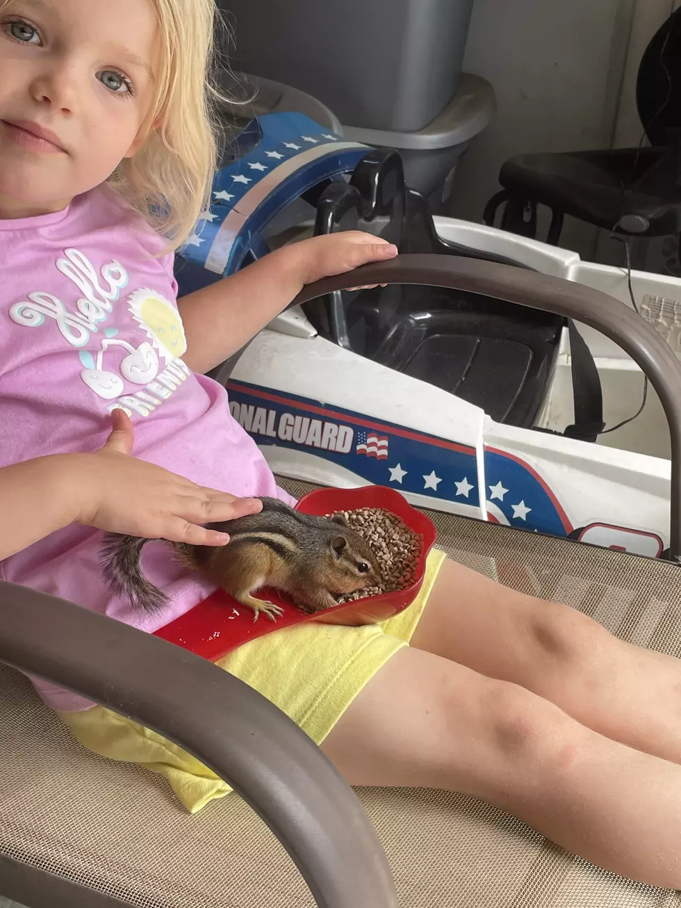 How Is This Possible? Meet ‘Chippy’ The Tame Chipmunk From Clear Lake, Minnesota