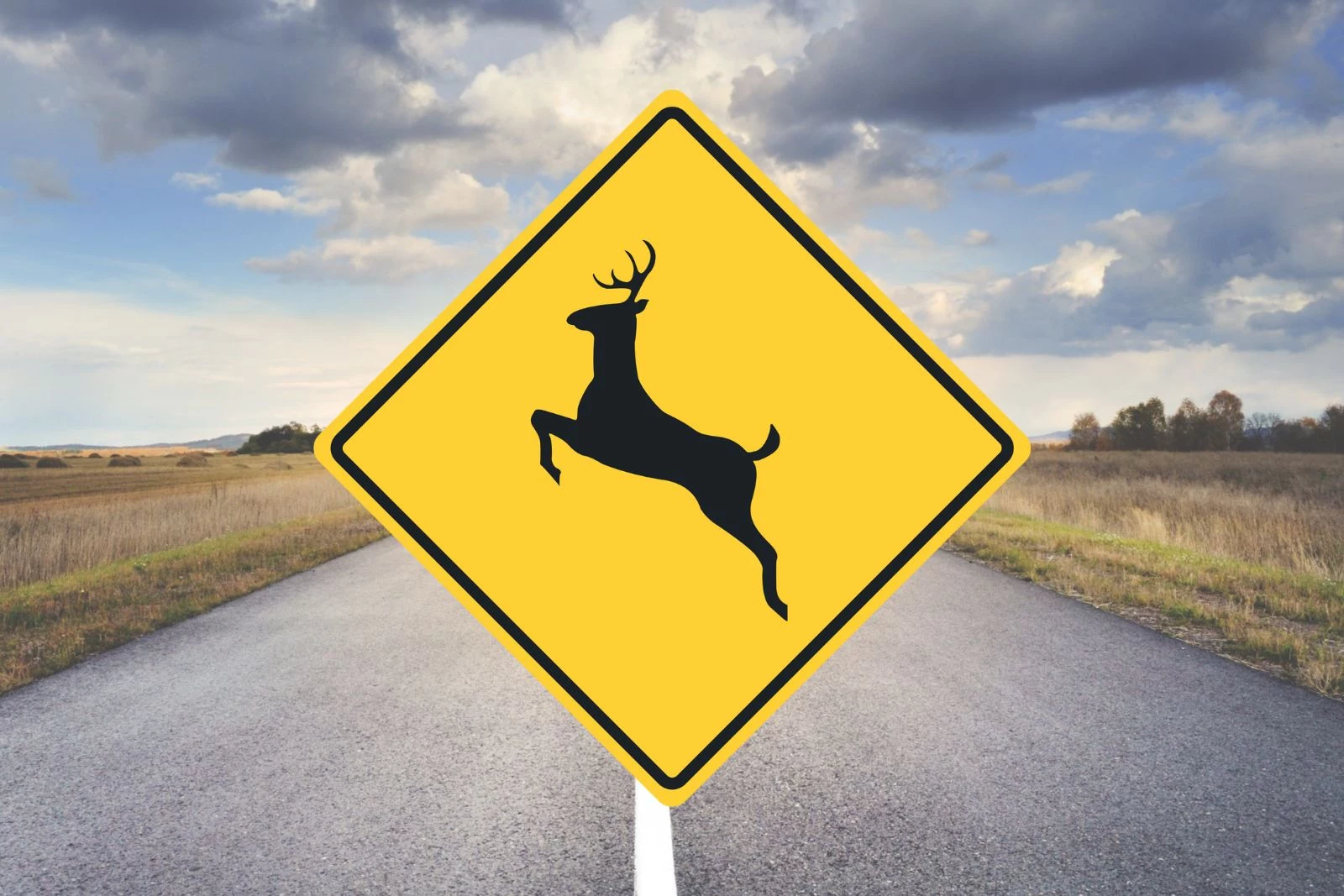 The Reason You Aren't Seeing Any New Deer Crossing Signs In MN