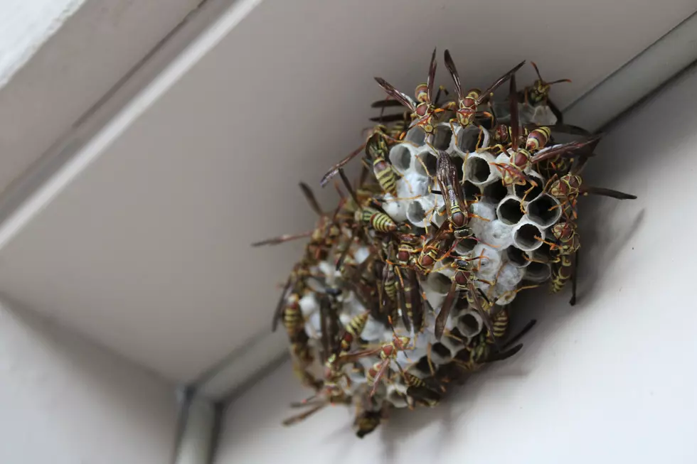 Image Credit: bee safe unsplash