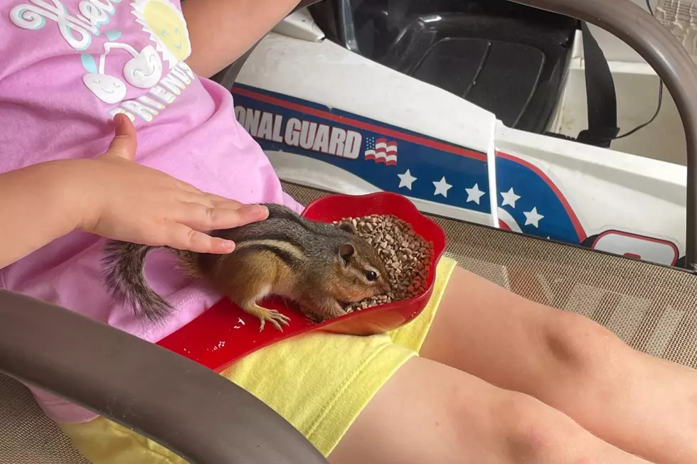 How Is This Possible? Meet ‘Chippy’ The Tame Chipmunk From Clear Lake, Minnesota