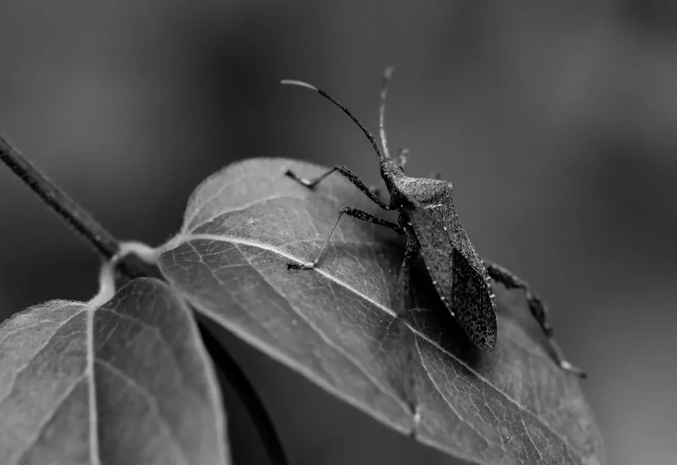 Image Credit: Ed Stone unsplash