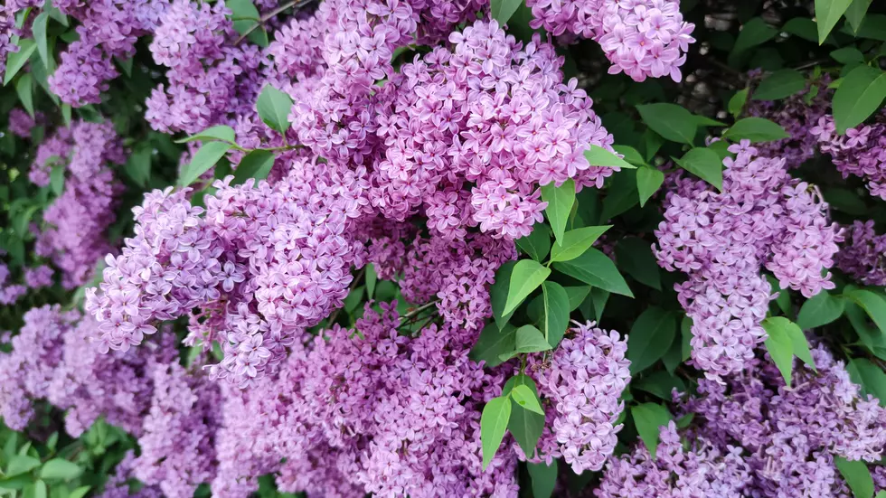 What&#8217;s Wrong With Your Lilac? Lilac Concerns Arise in Central Minnesota