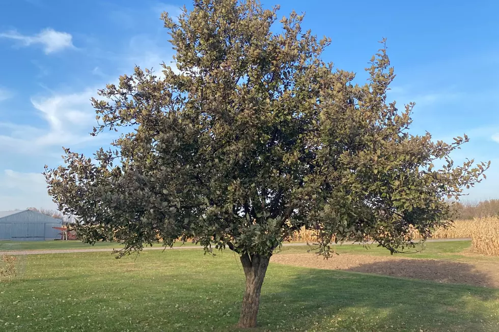 Can You Solve The Mystery of this Minnesota Apple Tree?