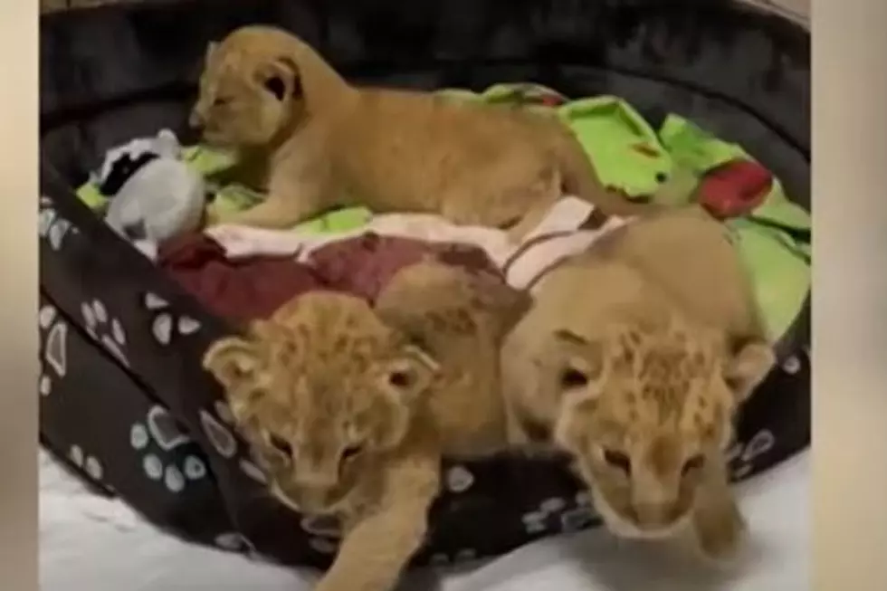 Rescued Lion Cubs In Ukraine Have Happy Ending In Minnesota